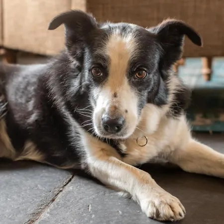 Feriehus Fell View *